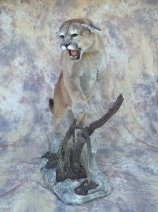 snarling mountain lion taxidermy