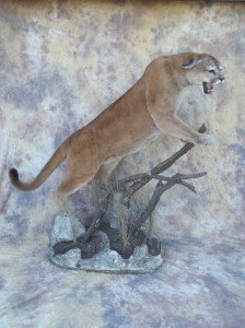 snarling mountain lion mount