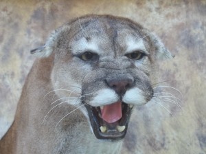 snarling mountain lion mount close up