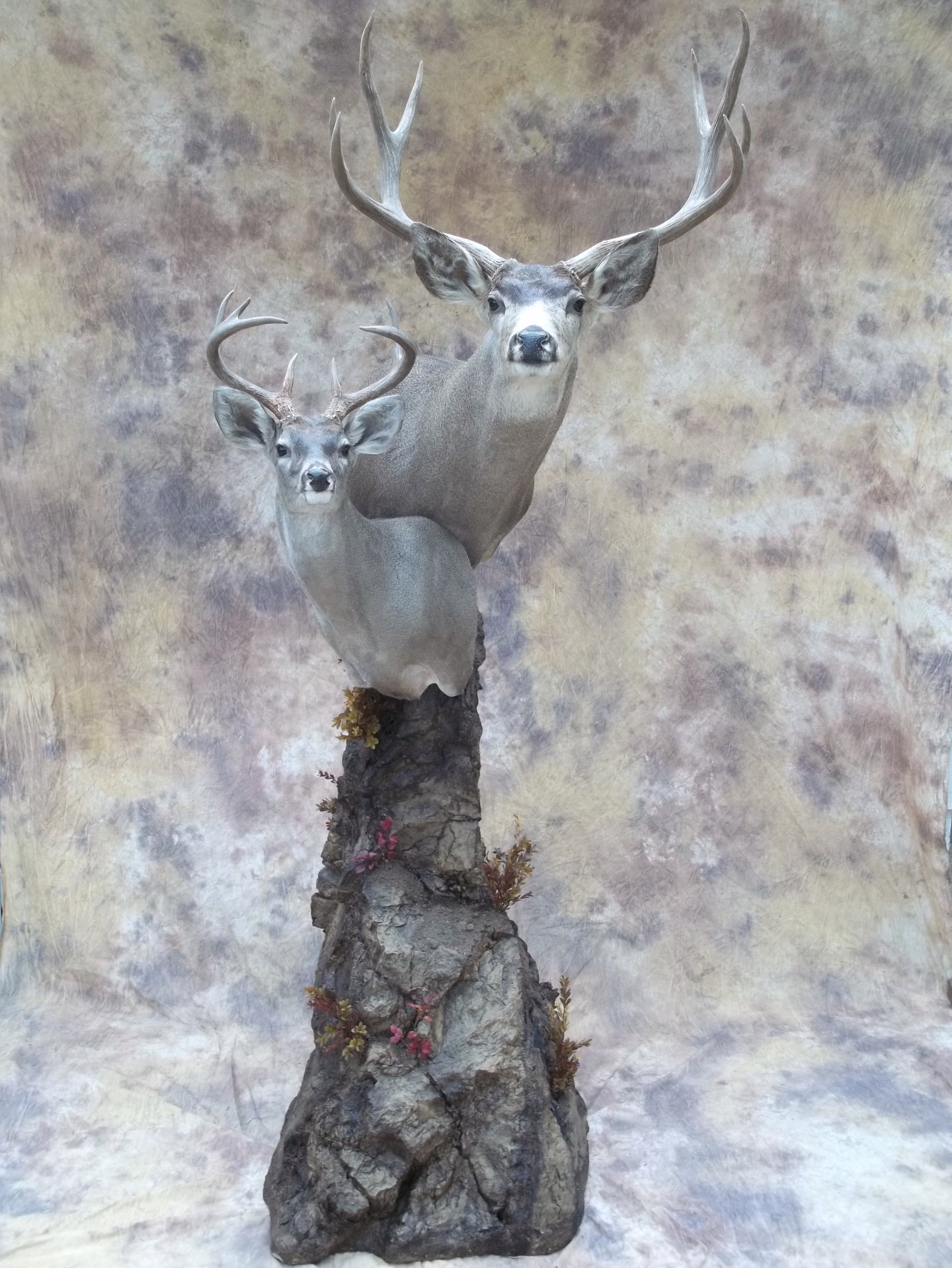 mexico muledeer and couse deer double pedestal taxidermy