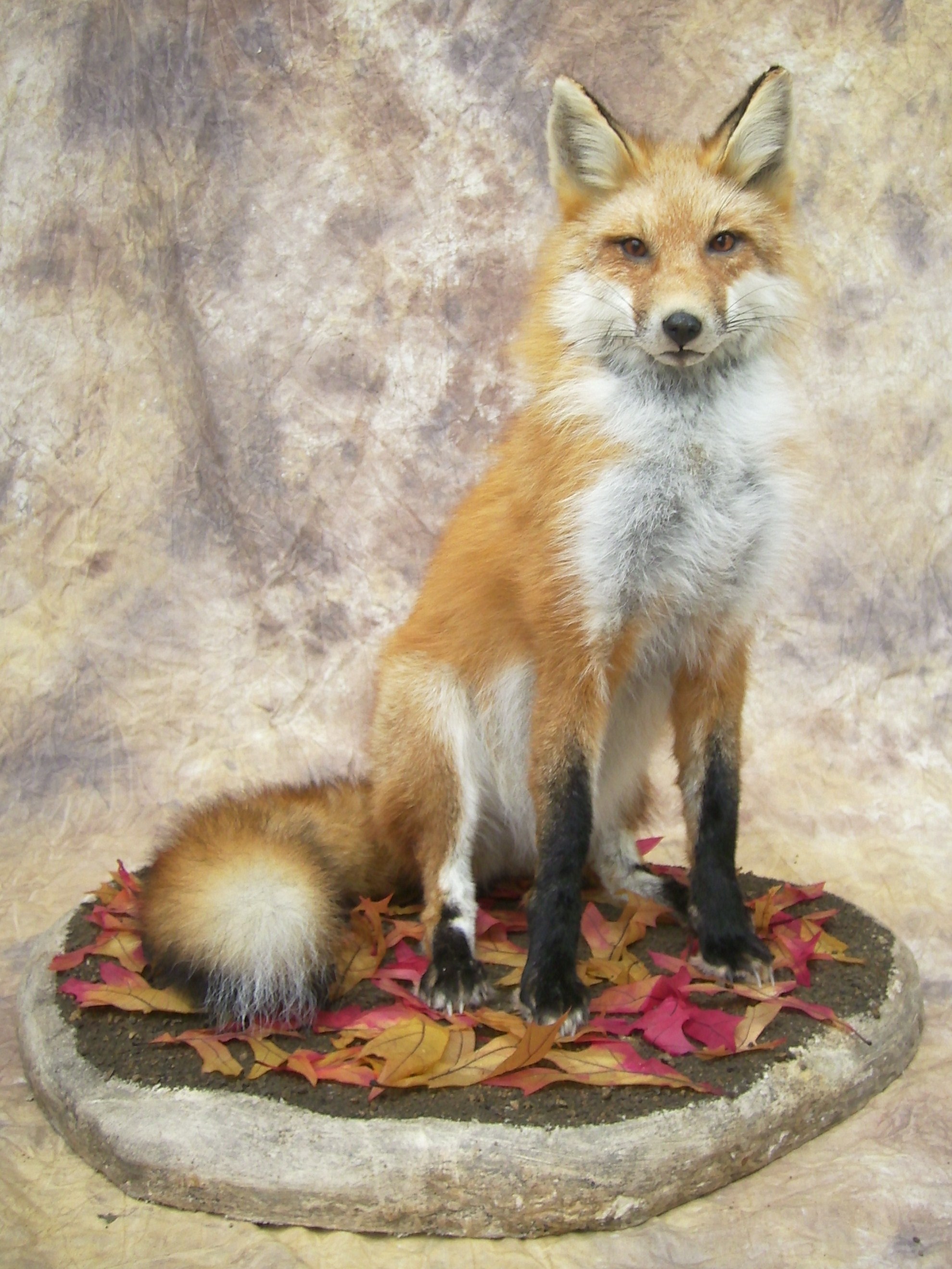 sitting red fox mount