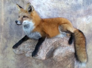 red fox taxidermy mount on a rock