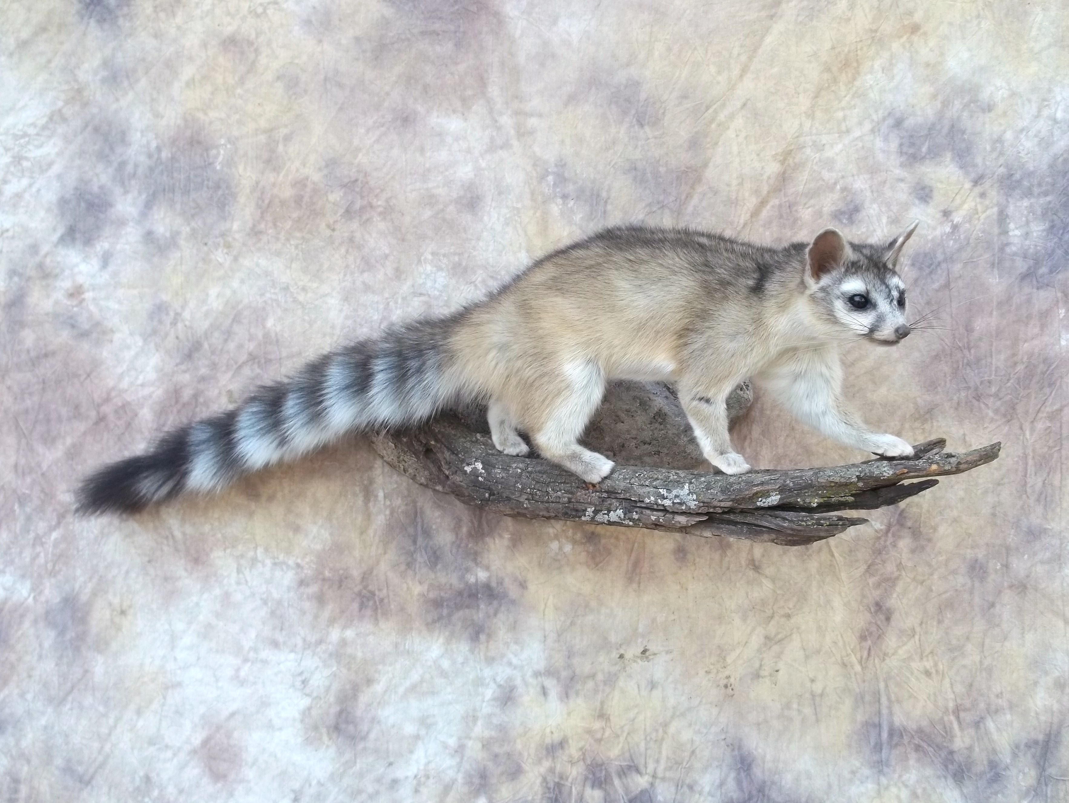 ringtailed cat taxidermy