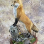 red fox mount on a stump