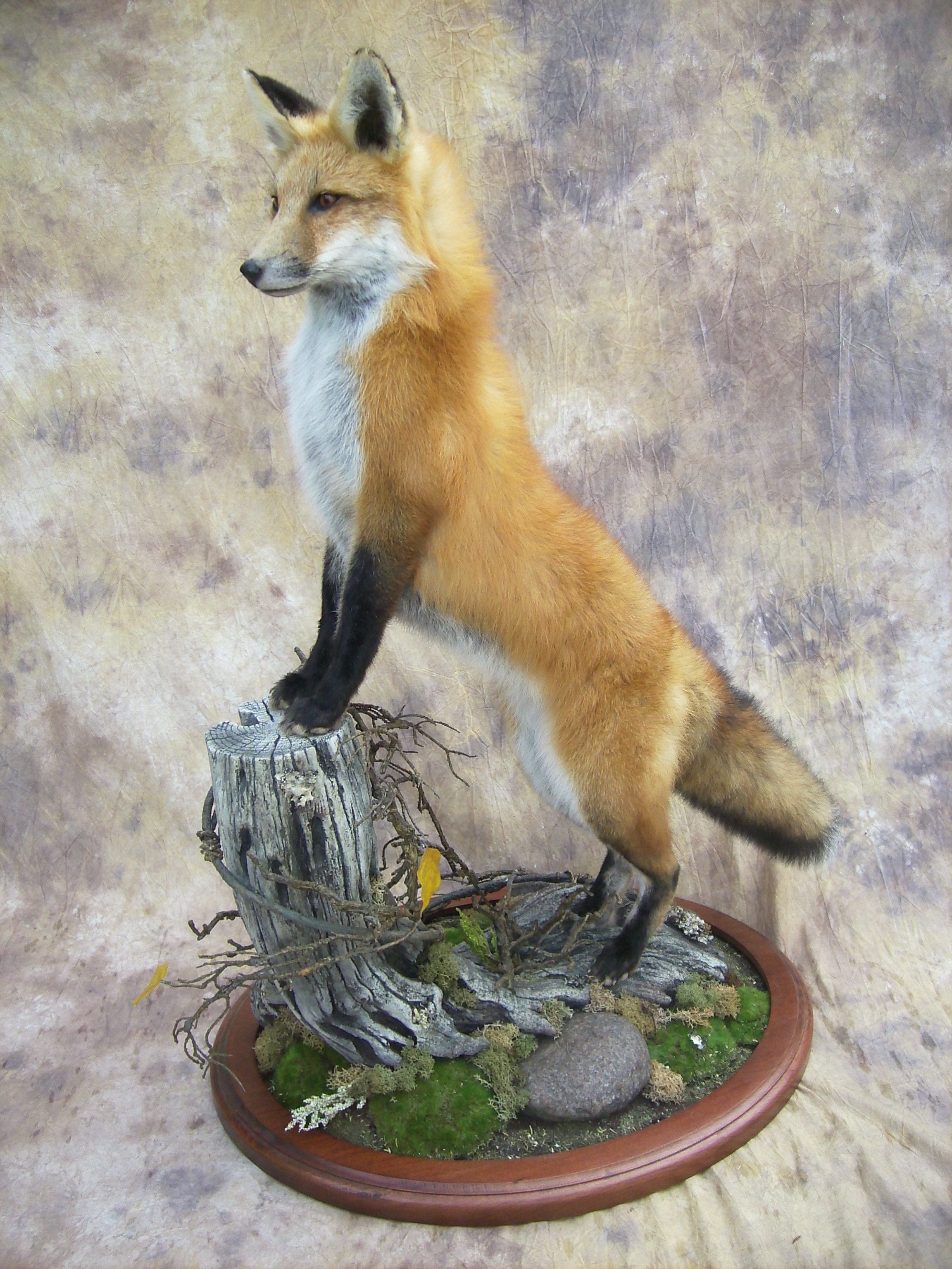 red fox mount on a stump