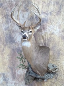 upright whitetail deer wall pedestal mount with habitat
