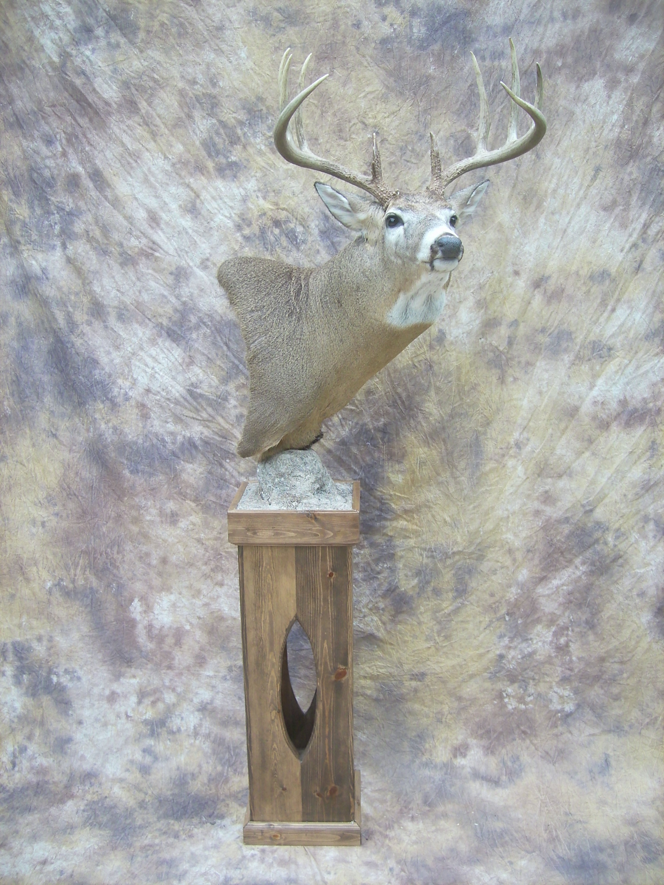 wide ten whitetail deer pedestal taxidermy