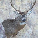 whitetail deer semisneak wall pedestal