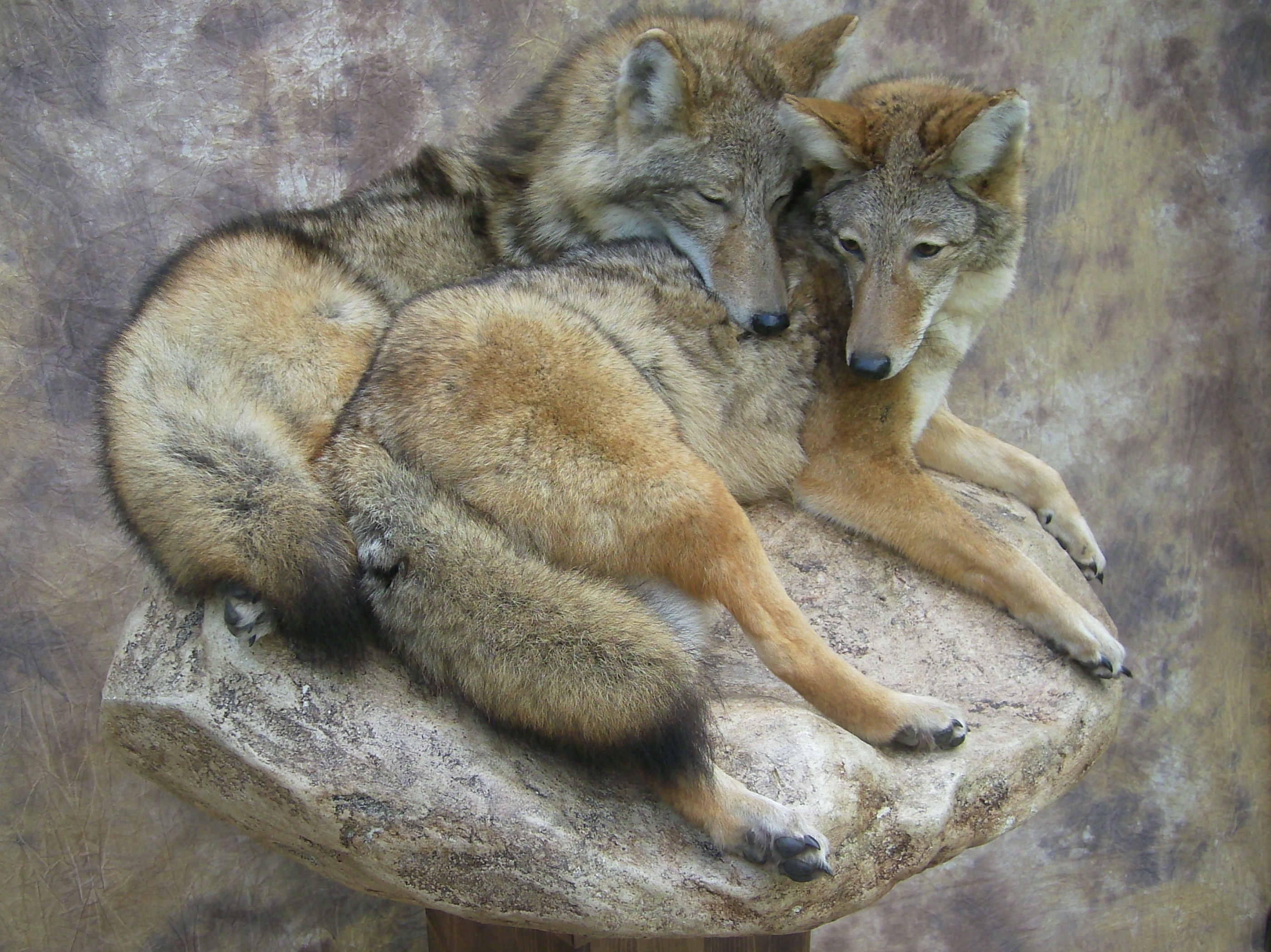coyote pair mount