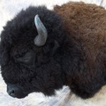 Kansas buffalo shoulder mount