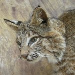 bobcat face mount