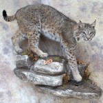 bobcat taxidermy mount coming down a rock