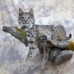 lifesize bobcat on a limb taxidermy mount