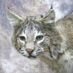 oklahoma bobcat taxidermy mount close up