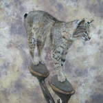 kansas bobcat mount 2