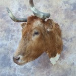 longhorn cow taxidermy mount