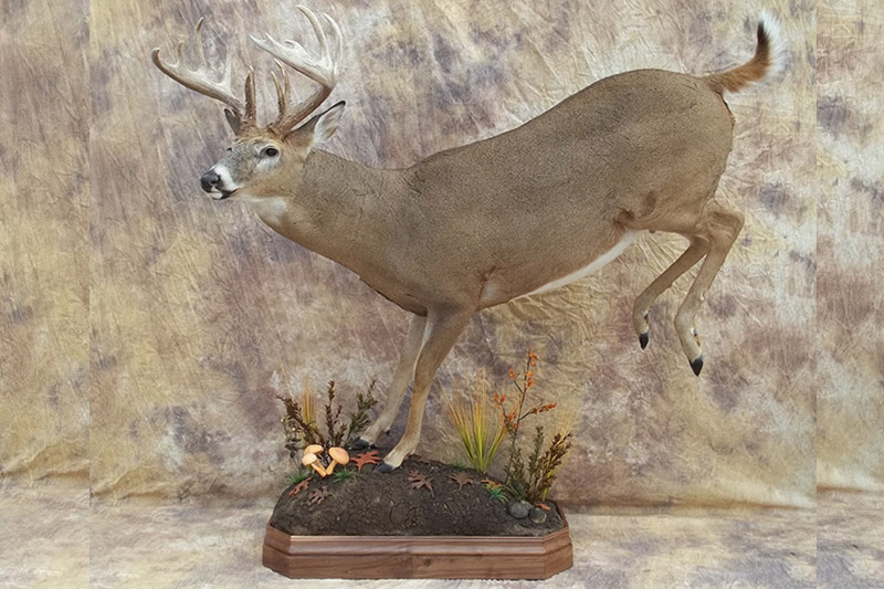 SEVENSWESTTAXIDERMY.COM