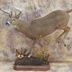 lifesize leaping whitetail deer mount