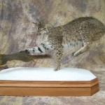 bobcat chasing a fox squirrel mount