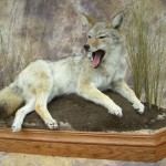 yawning coyote mount