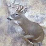 leaping whitetail deer mount