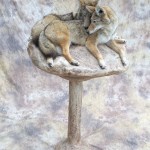 coyote pair taxidermy