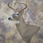 9 point early season kansas whitetail deer mount