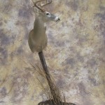 early season kansas whitetail taxidermy pedestal