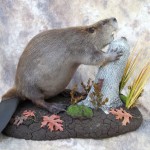 beaver taxidermy lifesize mount