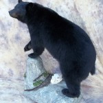 lifesize monster arkansas blackbear taxidermy mount