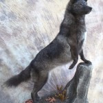 lifesize black coyote taxidermy mount