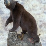 lifesize chocolate black bear taxidermy mount