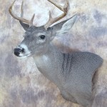 arizona couse deer wall pedestal mount