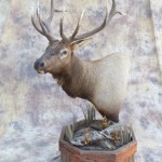 Colorado 5x5 elk full pedestal taxidermy mount