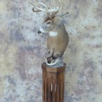 white tail deer full pedestal mount