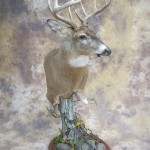 kansas whitetail deer table top pedestal mount