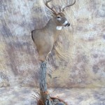 bow killed big kansas whitetail deer taxidermy full pedestal