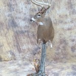 bowkilled big kansas whitetail deer pedestal mount