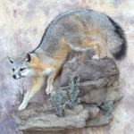 arizona grey fox mount