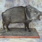 new mexico javelina taxidermy lifesize mount