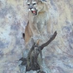 snarling mountain lion taxidermy