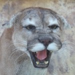 snarling mountain lion mount close up