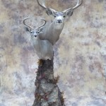 mexico muledeer and couse deer double pedestal taxidermy