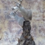 double pedestal mexico muley and couse deer mount side view