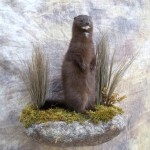 lifesize mink mount