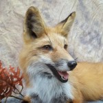 close up panting red fox taxidermy