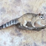 ringtailed cat taxidermy