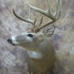 wide ten missouri whitetail deer taxidermy pedestal side view